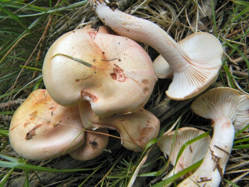 Ancora 2 funghi - Trentino